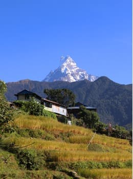 Trekking in Nepal