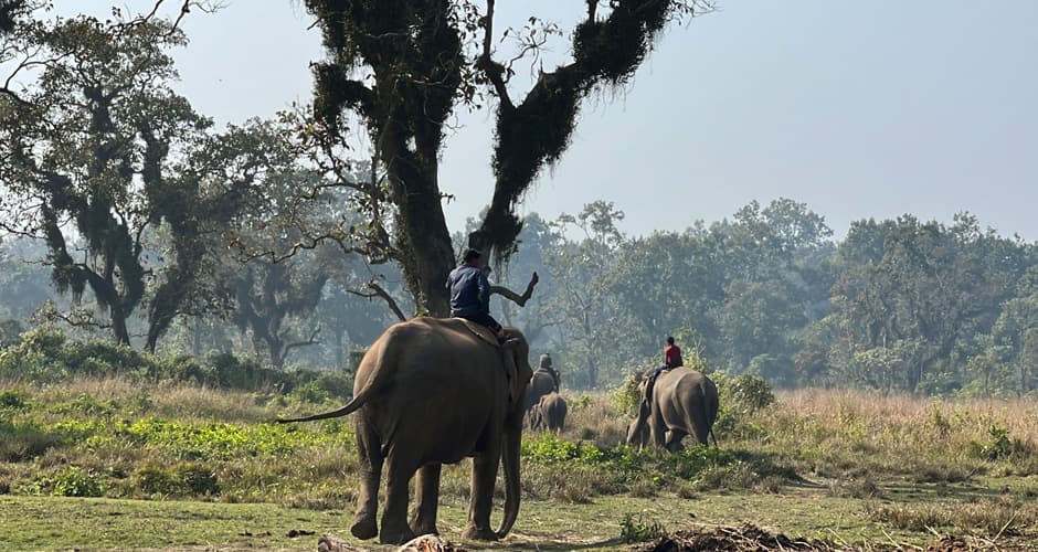 Elephant safari Chitwan