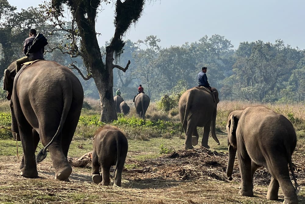 Chitwan Safari 01